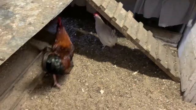 Не боюсь давать курам сырое яйцо_как курочка с зобом- правая зелёная нога_мешанка для кур_ 11,02,25г смотреть онлайн