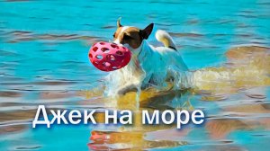 Джек Рассел Терьер на море