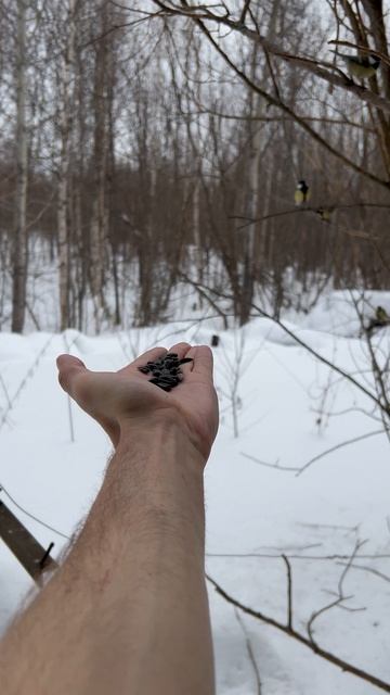 Синичкам еда-награда за смелость😁 смотреть онлайн