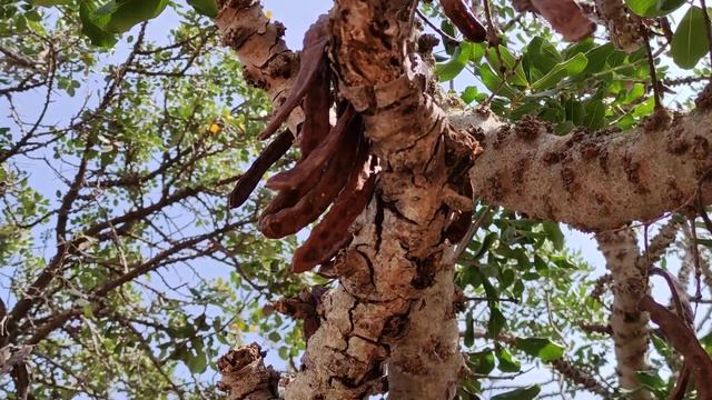 Carob Pods (Ceratonia siliqua) смотреть онлайн
