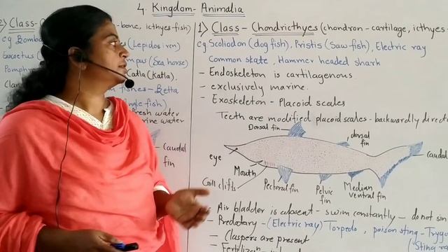 XI Biology chapter 4 Kingdom Animalia part 10 смотреть онлайн