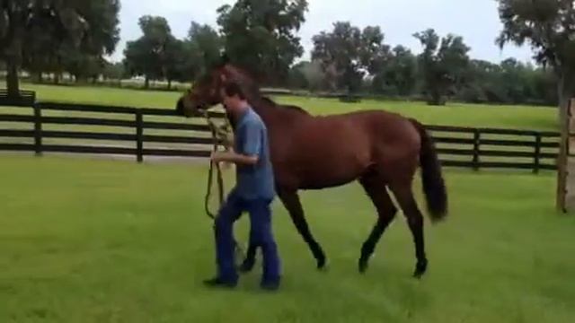 my Scat Daddy filly "Kyriaki" 5/16/2012 смотреть онлайн