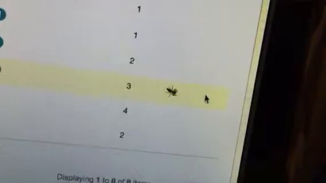 Pet Spider After Mouse смотреть онлайн