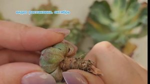 суккуленты за 3 месяца из китайской закупки