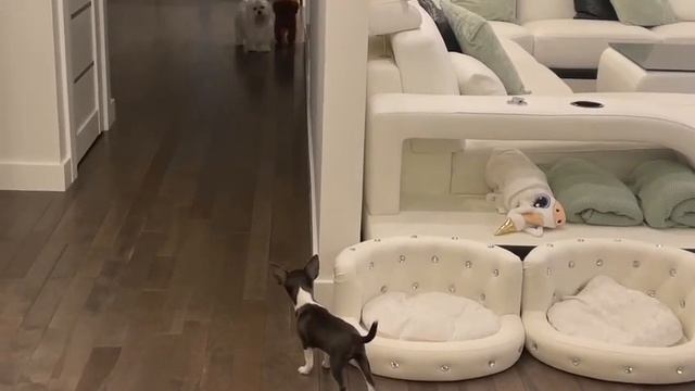 привет из США от Сибири и её друзей выпускники питомника чихуахуа Кастропуло Крым смотреть онлайн