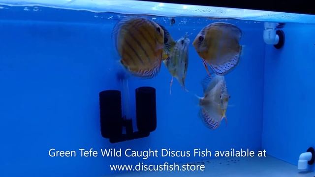 Green Tefe Wild Caught Discus Fish смотреть онлайн