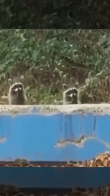🦝 Ultimate Raccoon Love! 🥰 Best Wildlife Photography & Memes смотреть онлайн