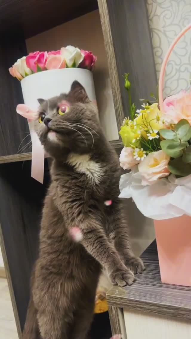 Долгожданная весна. 1 марта -день Весны и Кошек. смотреть онлайн