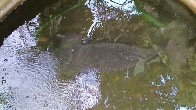 Гигантская Арапайма. смотреть онлайн