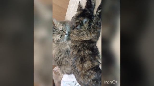 Club 4 Paws Чувствительное пищеварение /Чутливе травлення 14 кг смотреть онлайн