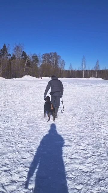 Дрессировка собак #мой_ротвейлер