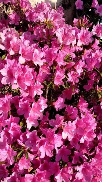 Purple Azalea flowers... смотреть онлайн