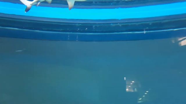 white tip shark taking rest😁 смотреть онлайн