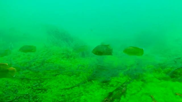 Подводная охота в канале США или "Операция Bass" смотреть онлайн