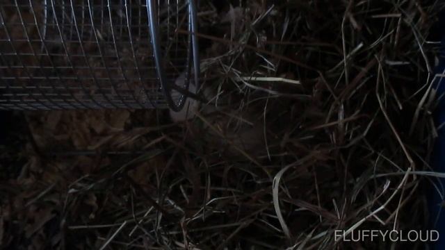 Маленький комочек проснулся смотреть онлайн