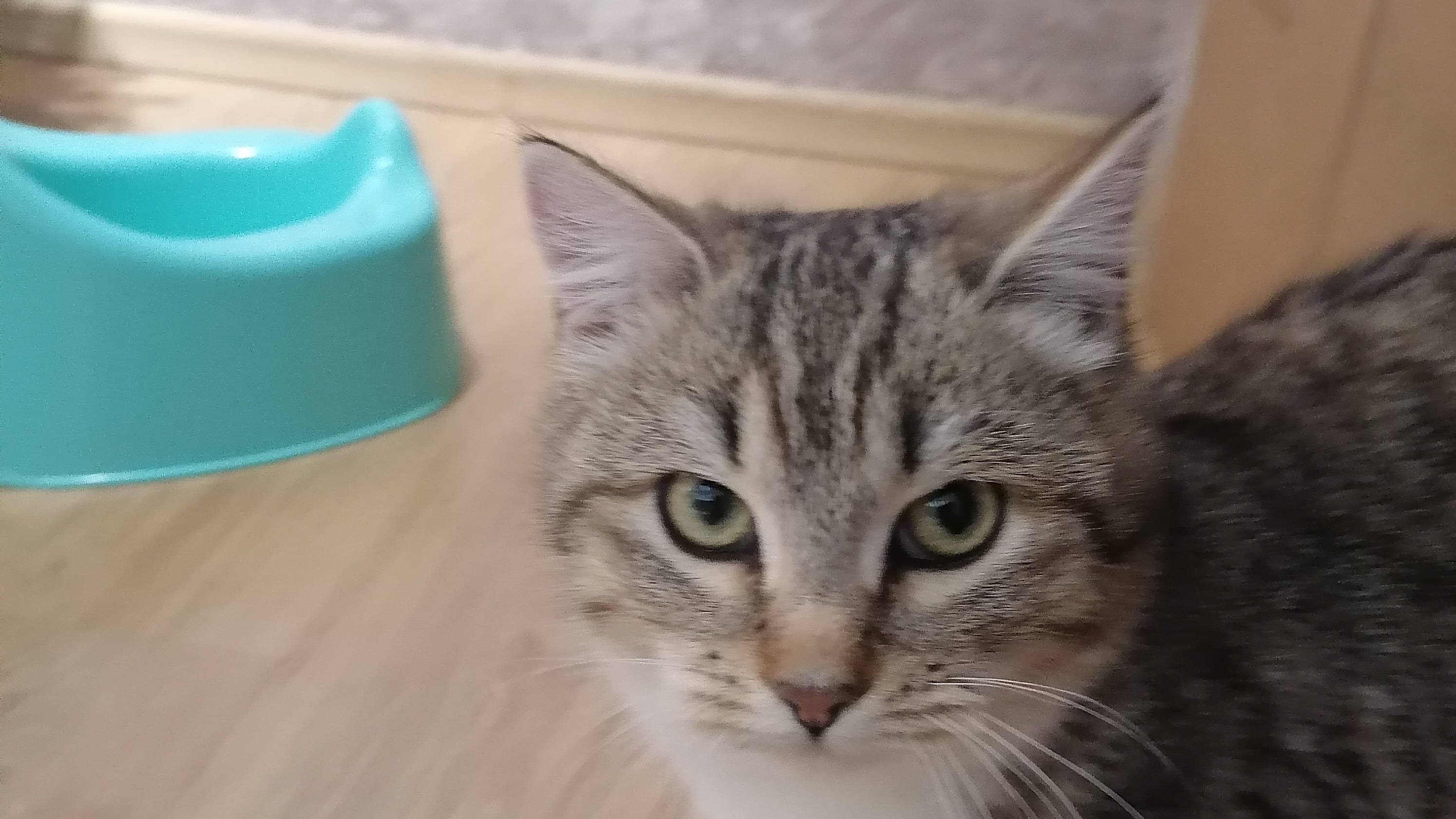 гига бабочка 5ch