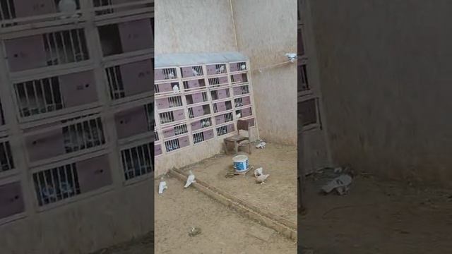 3.03.2025г Алматинской гуляют, Гульбадамы паруются Зухардина Голуби👍 смотреть онлайн