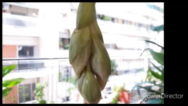 Stanhopea oculata flowers opening(September 2017) смотреть онлайн