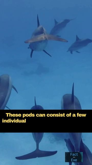 This is Why Dolphin is Going Viral | Must Watch| смотреть онлайн