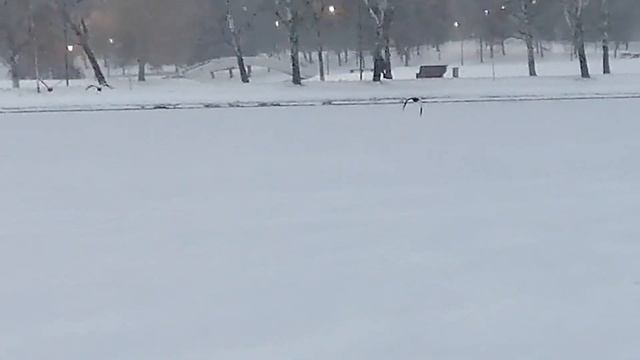 Крылышко не может взлететь((( смотреть онлайн