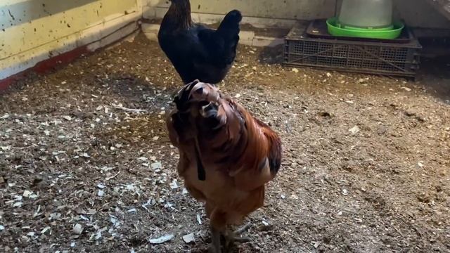 Контролёр на свободе🥳🐓😊кормим курёх🐓маманя-квочка🐓разговариваю об антибиотиках_ 1 марта 2025 го смотреть онлайн