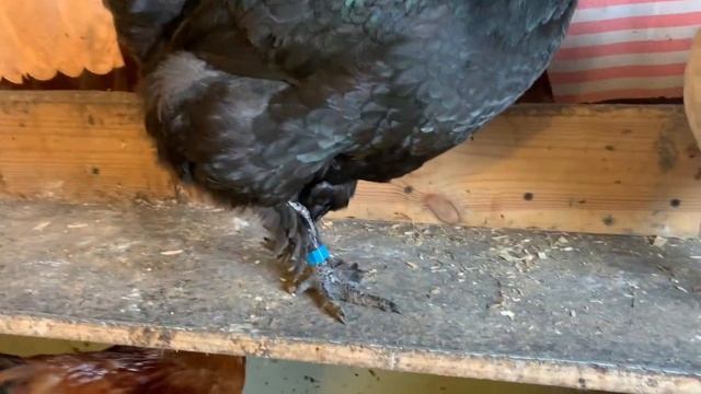 Ни как не пойму что со всеми моими курами происходи🤦🏼_♀️_Лечу дальше зоб у первой курицы-левая ног смотреть онлайн