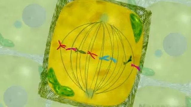 plant mitosis смотреть онлайн