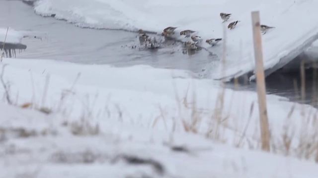 Snow Buntings; Plectrophenax nivalis смотреть онлайн