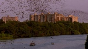 BBC: Планета людей 8 серия «Города: Выживание в городских джунглях» (документальный сериал, 2011)