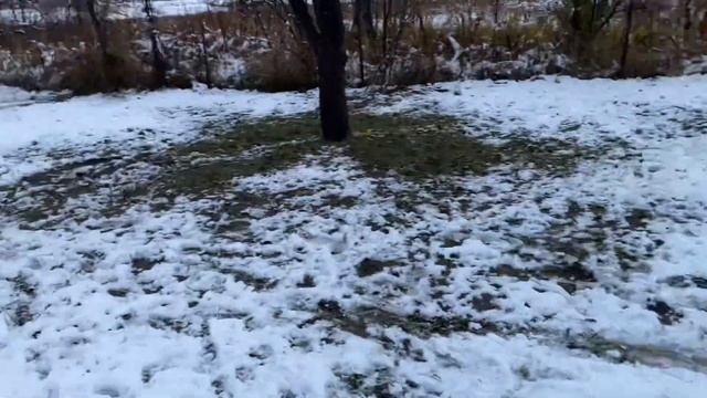 Дворянин Агат и Немецкая овчарка/ Прогулка на снегу смотреть онлайн