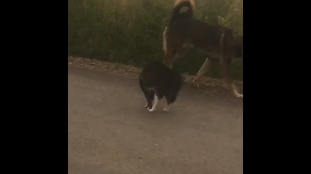 .Неожиданная встреча.Кошка и собака.Shorts смотреть онлайн