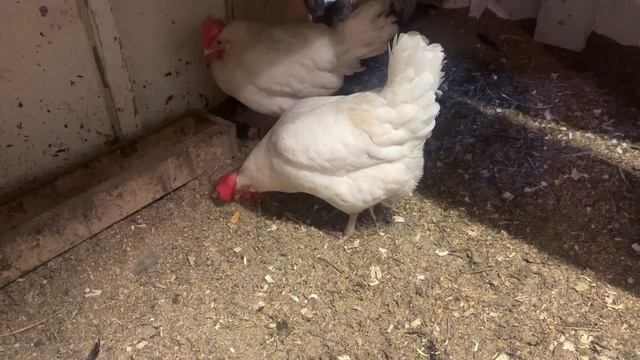 ОПИЛКИ В КУРЯТНИКЕ РАБОТАЮТ НА УРА✅УБОРКА КУРЯТНИКА✅КУРИЦА ПЕРЕСТАЛА БЫТЬ КВОЧКОЙ ✅ 6 ФЕВРАЛЯ 2025г. смотреть онлайн