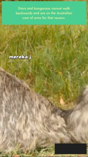 Kangaroos and Emus Can Not Walk Backwards #FunFact