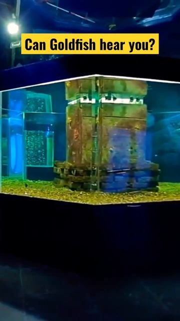 Can Goldfish Hear You? 🐠👂 #aquariumfishkeepers #fishcare #goldfish #goldfishfacts смотреть онлайн