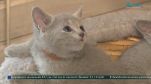 Порода кошек «русская голубая» покоряет мир