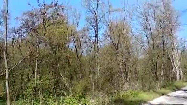 Пение птиц. Звуки весеннего леса.