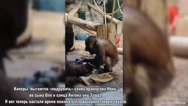 В гостях у орангутанов Калининградского зоопарка 2 марта 2025 смотреть онлайн