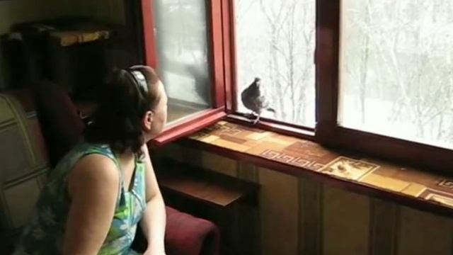 Любопытный голубь... смотреть онлайн