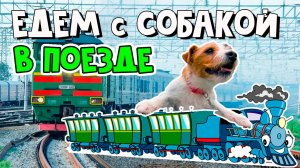 Как перевезти собаку в поезде: правила и «сюрпризы» в дороге