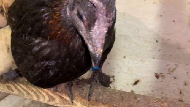 Шарик у курицы между ног❓Двухжелтковое яйцо⁉️яйцо оплод не оплод❓пришлось вешать инфракрасную лампу✅ смотреть онлайн