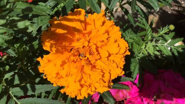 Jul 9, 2017 Cold hardy tropical garden in zone 8b Netherlands смотреть онлайн