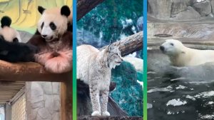 Московский зоопарк установил мировой рекорд по разнообразию редких видов животных