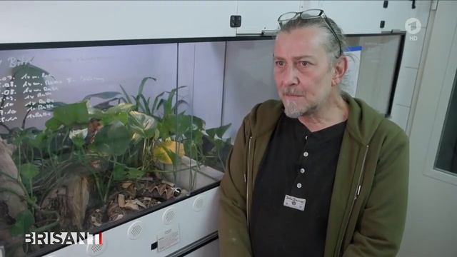 Giftschlangen mit der Post verschickt смотреть онлайн