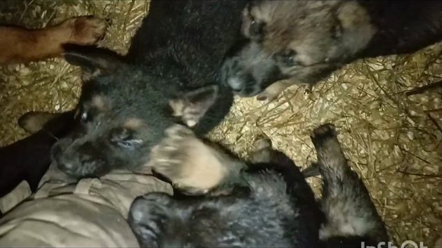 щенки немецкой овчарки, месяц. смотреть онлайн