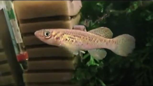 Fundulopanchax fallax 687.flv смотреть онлайн