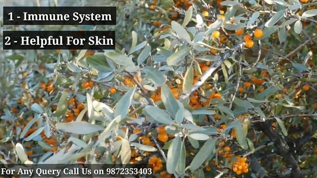 सीबकथॉर्न के फायदे हिंदी में | Sea Buckthorn Benefit In Hindi || Benefits Of Seabuckthorn |
