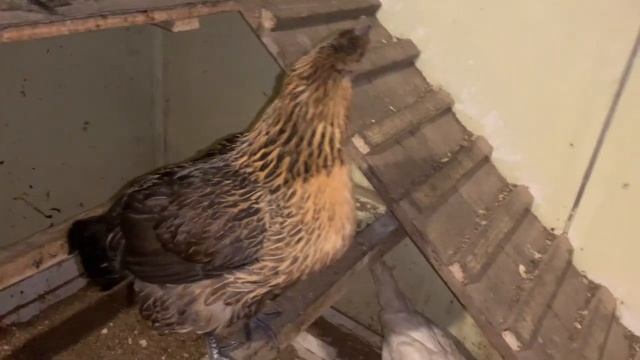 ЛЕЧУ КУРИЦУ ЛАКЕДАНЗИ ТЕЛОЗИН 200-ДЛЯ УКОЛОВ ДЕНЬ ВТОРОЙ,ЛЕЧЕНИЕ ЭТО ОТСЕБЯТИНА -ДРУГО ВАРИАНТА НЕТ смотреть онлайн