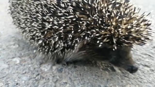 Ёжик, просто чудо!!! смотреть онлайн