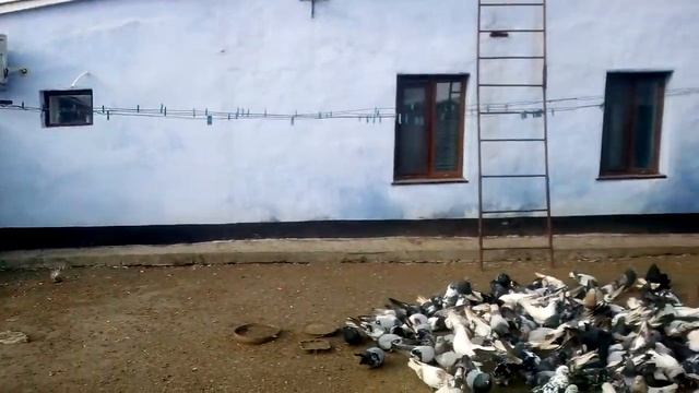 Голуби Березнеговатские.  Pigeons Nikolaevskie.