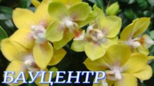 №1039/ КРАСИВЫЕ орхидеи к 8 МАРТА в БАУЦЕНТРЕ смотреть онлайн